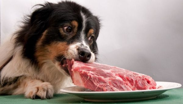 Как накормить пса