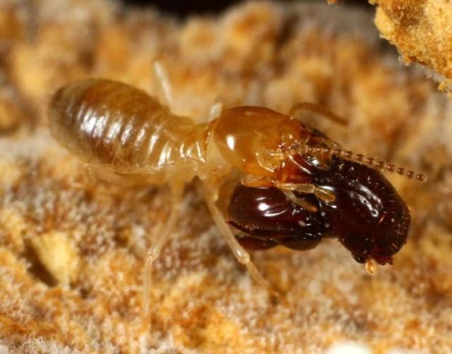 Eocorythoderus incredibilis - жук, который разленился ходить и теперь его носят термиты
