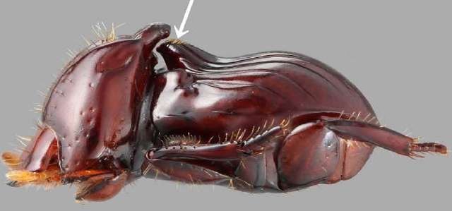 Eocorythoderus incredibilis - жук, который разленился ходить и теперь его носят термиты