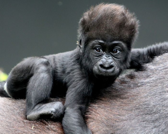 Взгляд самца гориллы, у которого только что родился девятый ребёнок