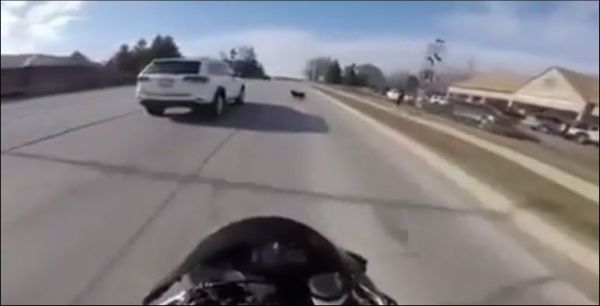 Мотоциклист спас собаку