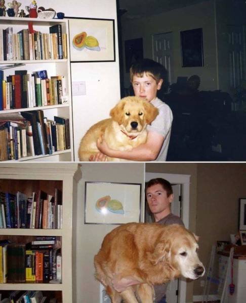 Фото собак, воссозданные спустя время