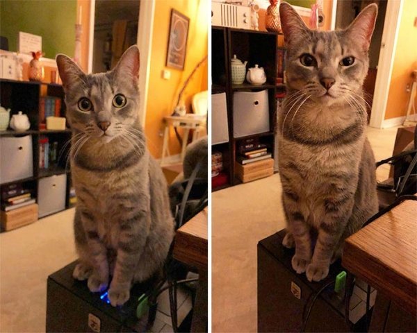 Фотографии доказывающие, что кошки самые большие задницы