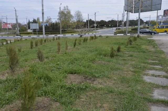 В Севастополе похитили деревья с аллеи в память о жертвах пожара в Кемерово