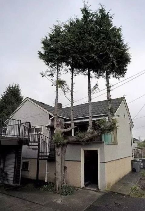 Необычно растущие деревья