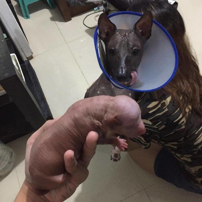 Facebook заблокировал милое фото щенка, приняв его за порнографию
