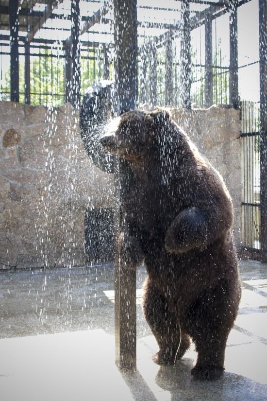 Медведь, который очень любит утренний душ
