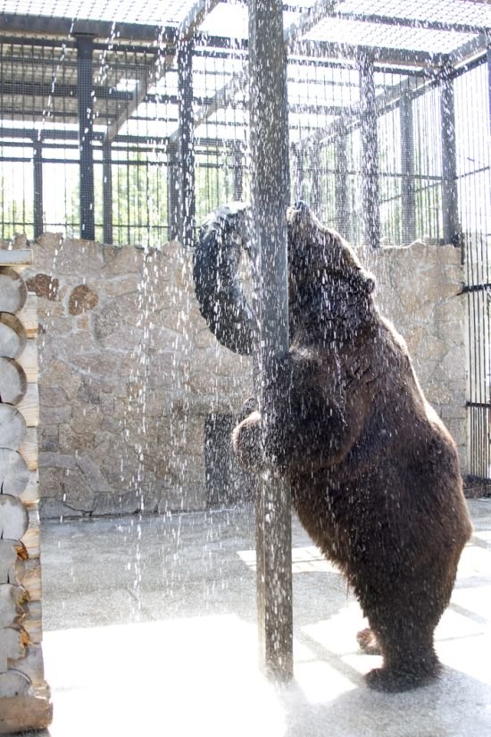 Медведь, который очень любит утренний душ