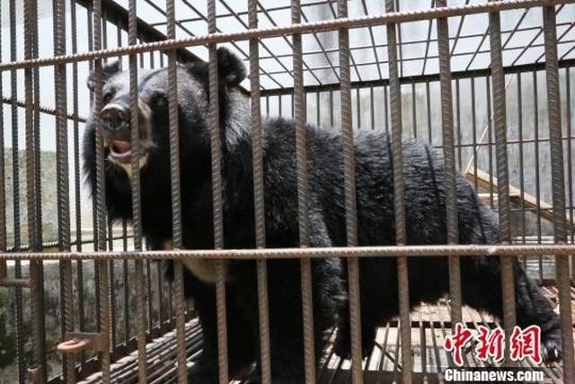 Китаянка два года растила медведя, думая, что это тибетский мастиф