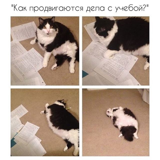 Прикольчики