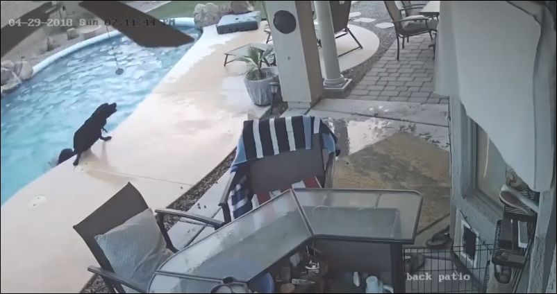 Собака бросилась в бассейн, чтобы спасти друга