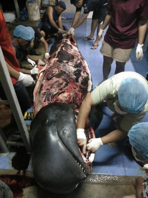 80 пластиковых пакетов пакетов убили кита