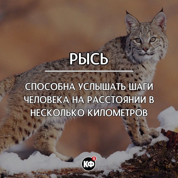 Краткие факты