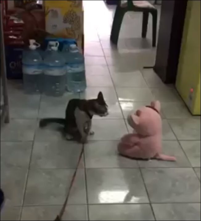 Сердитый кот напал на игрушку