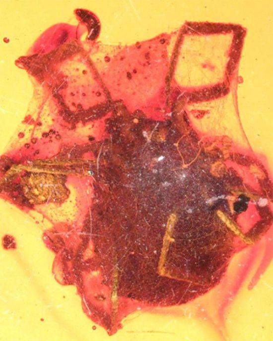 В Бирманском янтаре обнаружили клеща, жившего около 99 млн лет назад
