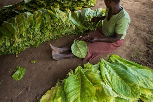 Табачные фермы в Малави, где пашут все - от мала до велика