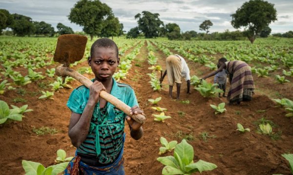 Табачные фермы в Малави, где пашут все - от мала до велика