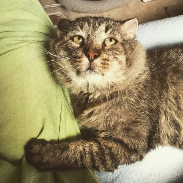 10-летний уличный кот нашел себе новый дом