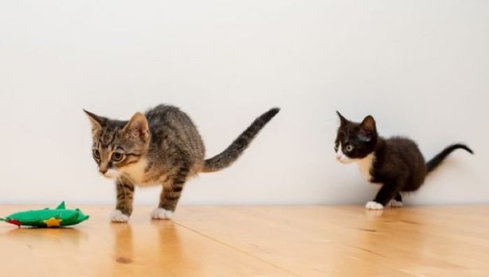 Фрог и Ньют – котята с врожденной аномалией