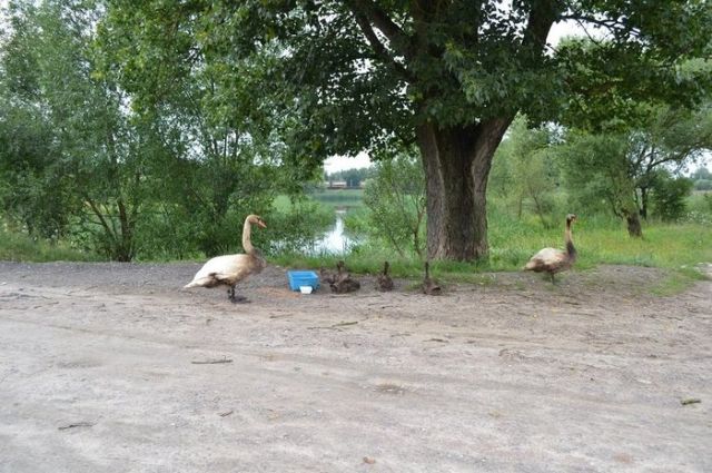 Жители в Бресте спасли семью лебедей от нефтепродуктов, слитых в озеро
