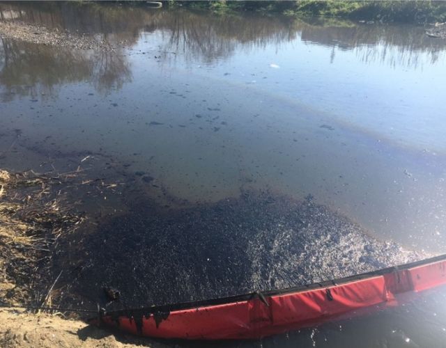 Жители в Бресте спасли семью лебедей от нефтепродуктов, слитых в озеро
