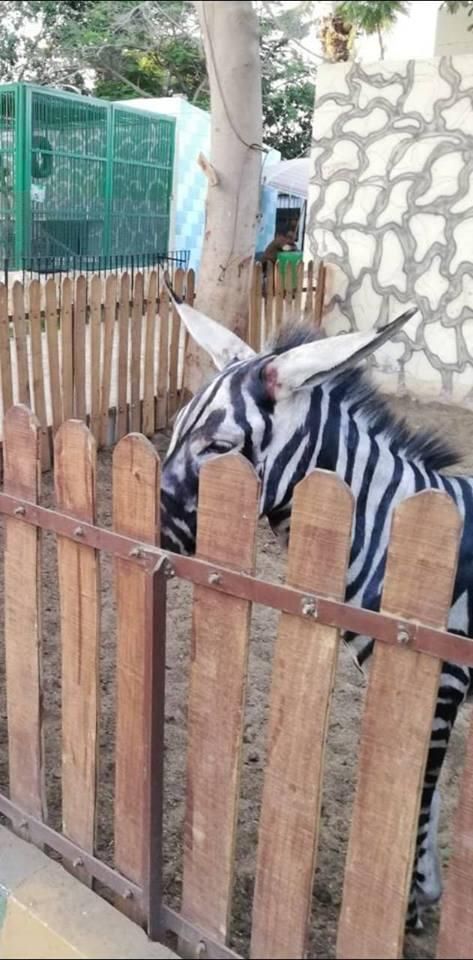 Владельцы каирского зоопарка раскрасили кисточкой ослов в зебр и выставили на обозрение