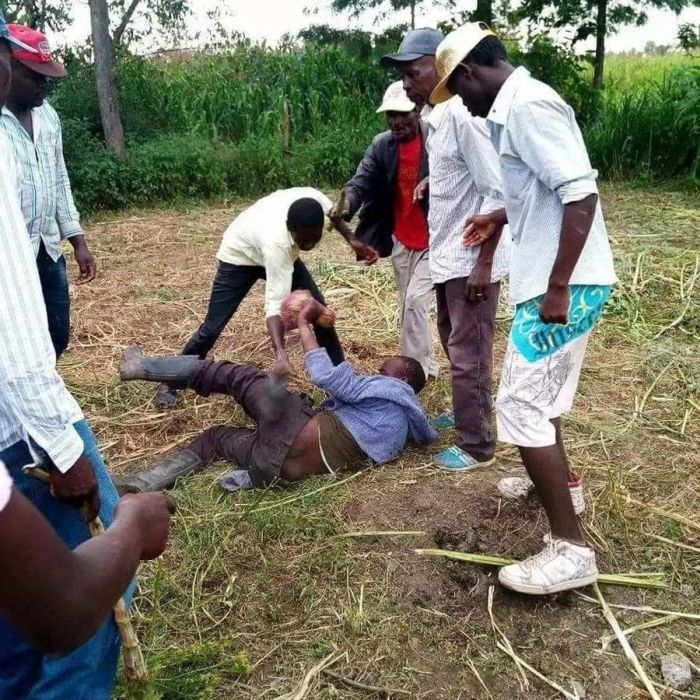 Кенийца застукали во время изнасилования соседской коровы и чуть не забили до смерти