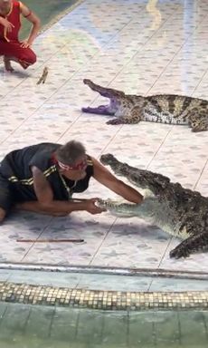 В Таиланде крокодил напал на дрессировщика