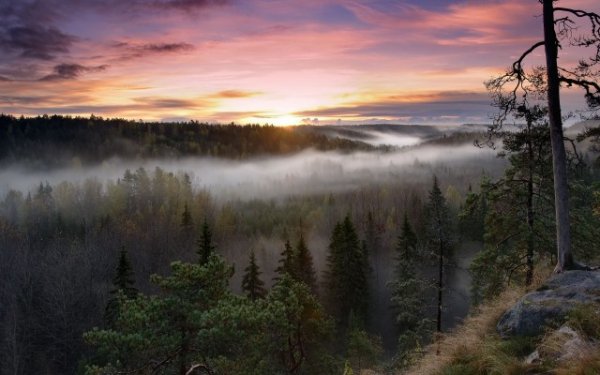 Вечером в тайге