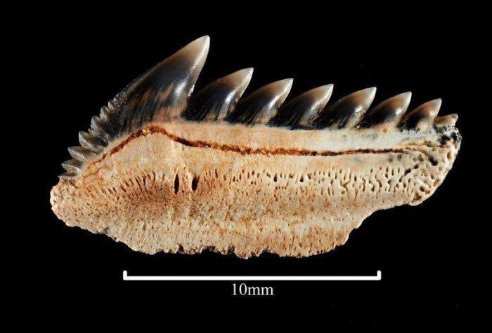 На пляже Австралии нашли зубы акулы, жившей около 25 миллионов лет назад