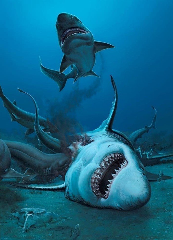 На пляже Австралии нашли зубы акулы, жившей около 25 миллионов лет назад