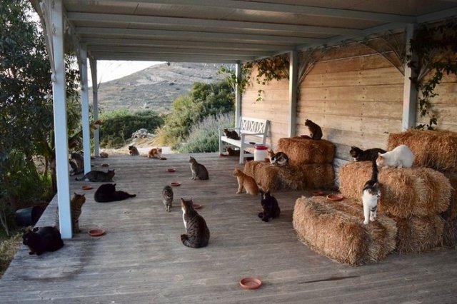 Необычное предложение о работе в Греции для настоящих любителей кошек