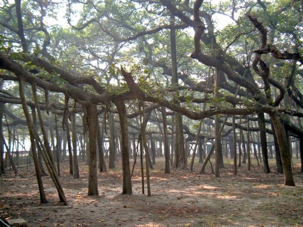Огромный лес из всего одного дерева