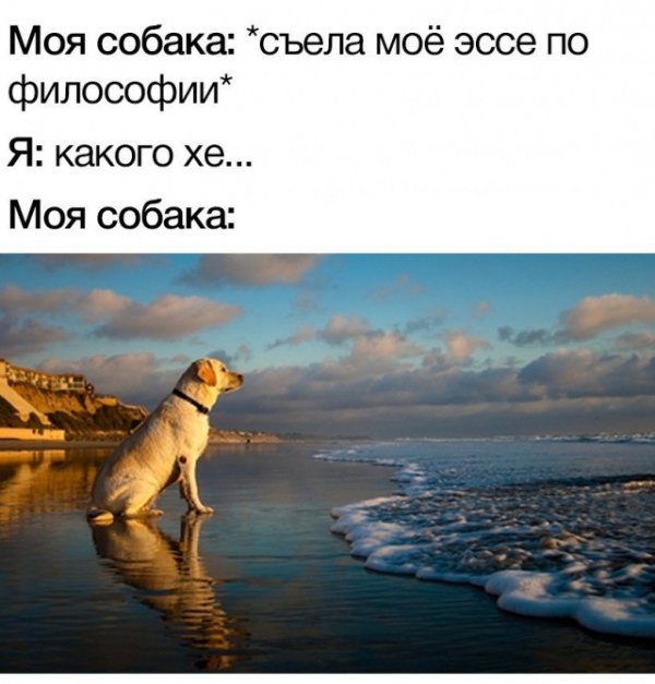 Прикольчики