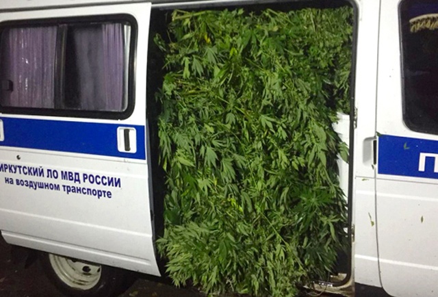 Оперативники вывезли полную Газель марихуаны с плантации под Иркутском