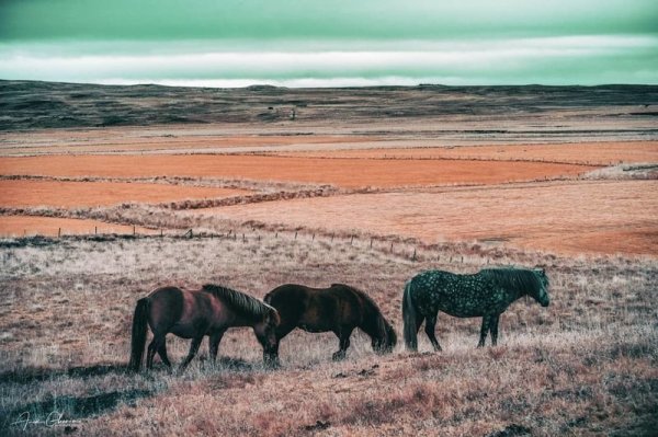 Инфракрасная фотография: когда обычные пейзажи превращаются в инопланетные