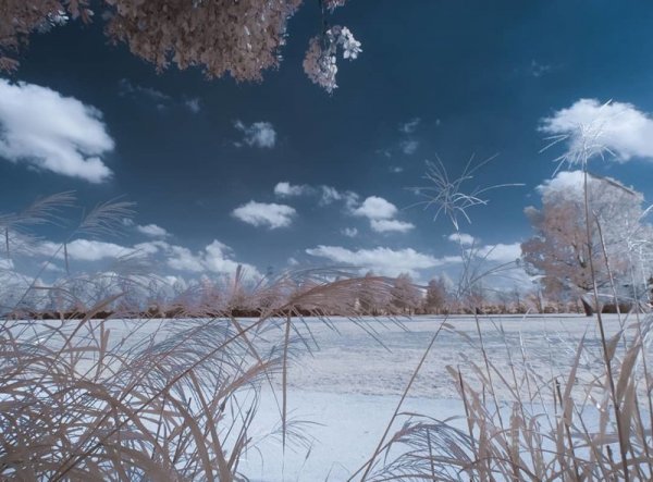 Инфракрасная фотография: когда обычные пейзажи превращаются в инопланетные