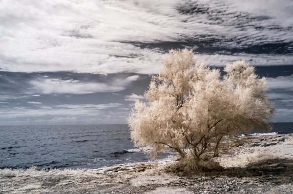 Инфракрасная фотография: когда обычные пейзажи превращаются в инопланетные