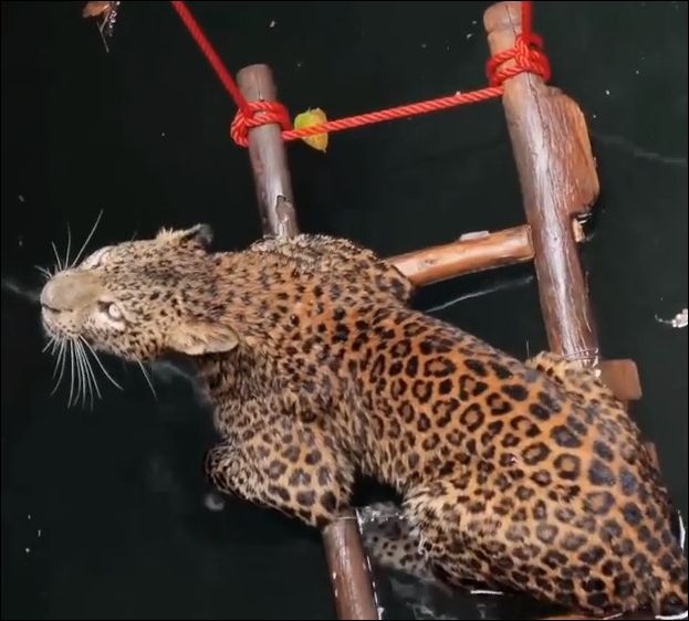 Как достать леопарда из колодца