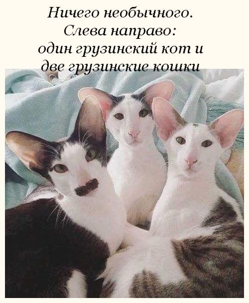 Специфический юмор