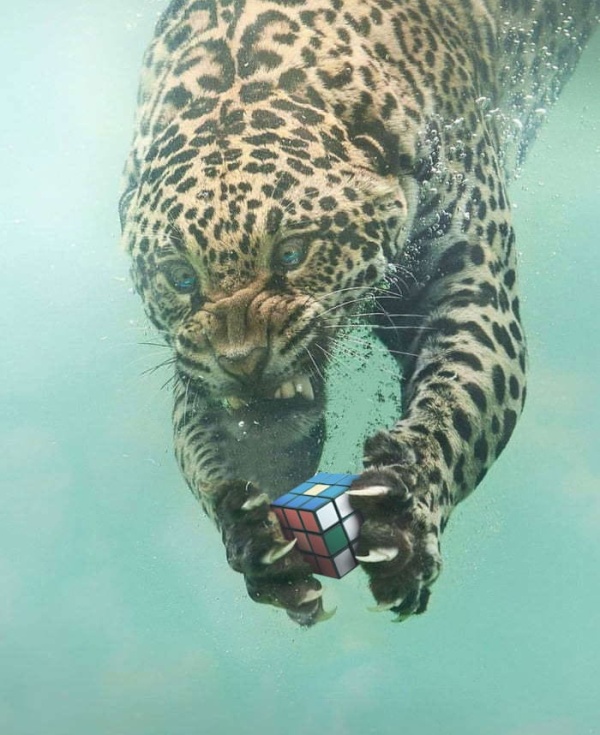 Фотожабы на леопарда, нырнувшего в воду