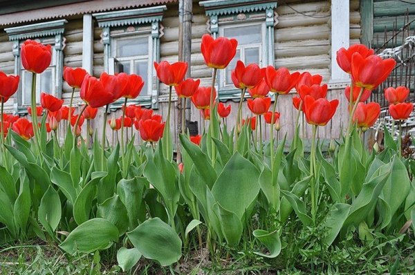 Сельский позитив