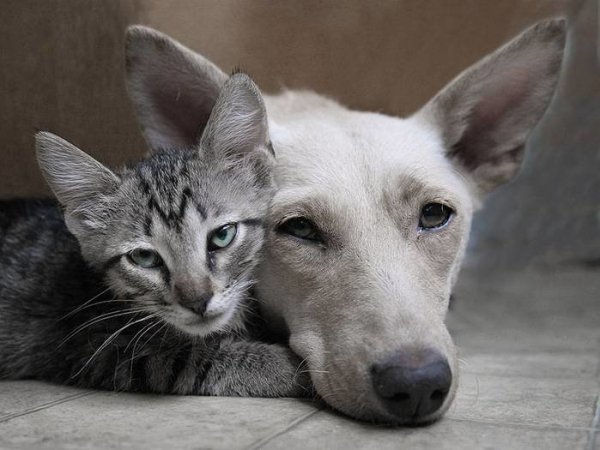 Дружба котов и собак