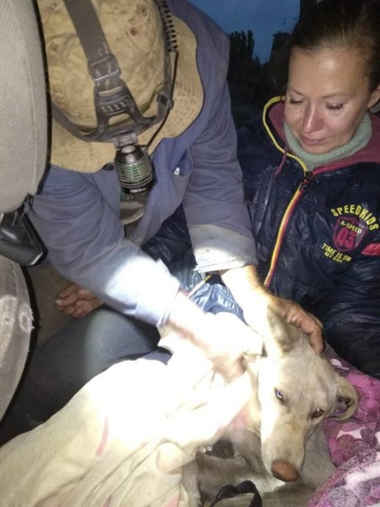 Спасение собаки, которая застряла на территории завода