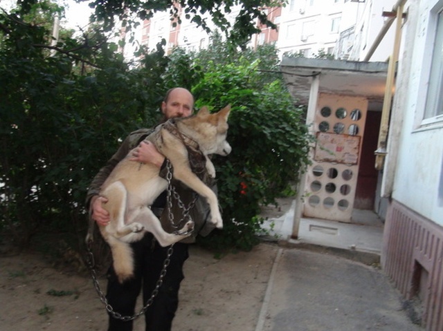Житель Волгограда держит настоящего волка в качестве домашнего питомца