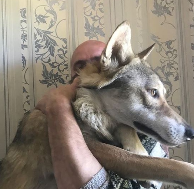 Житель Волгограда держит настоящего волка в качестве домашнего питомца