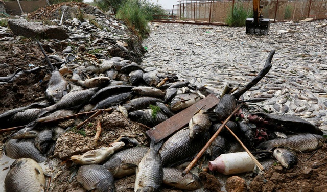 Тысячи тонн мертвой рыбы на берегах реки Евфрат в Ираке