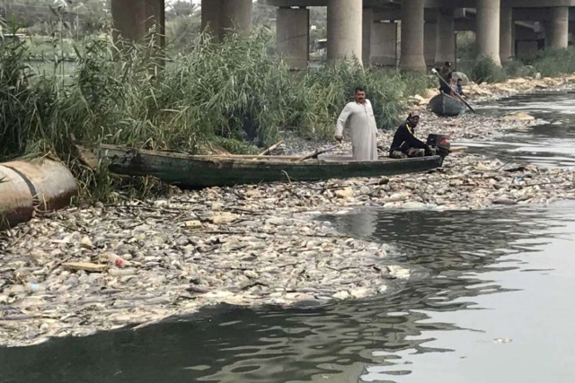 Тысячи тонн мертвой рыбы на берегах реки Евфрат в Ираке