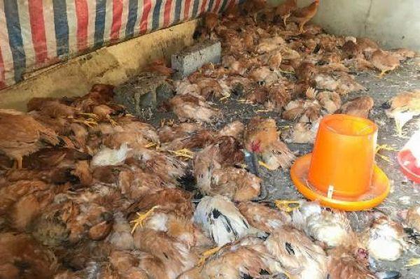 Хаски порешил более 600 соседских куриц за одну ночь