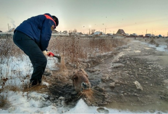 Спасение лошади и жеребенка из "ледяной ловушки" в Якутии